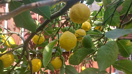 ثمرة الليمون والحامض